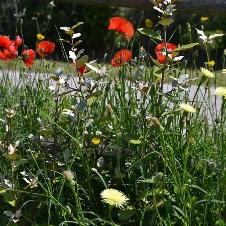 Pian Di Rocca Country Farm stay Castiglione della Pescaia